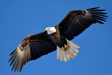 Majestic eagle soaring against a clear blue sky