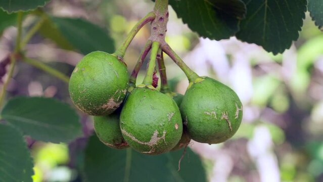 Piqui, typical fruit from the Brazilian Cerrado