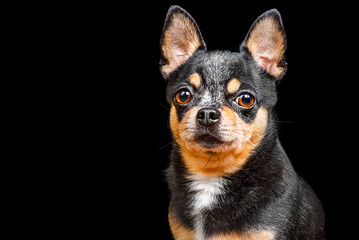 Portrait of a thoroughbred tricolor dog. Chihuahua on a black background isolate. A pet, an animal.