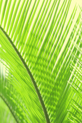 Natural green leaves plants. Ecology wallpaper. Natural background. Green Tropical Palm leaf on blurred greenery background. Beautiful leaf texture in sunlight. Exotic plant. Mediterranean flora