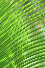 Coconut leaves. Green palm leaf for background. Perfect background. Place for text. Close up green palm leaf. Plam tree. Ornamental plants in the garden. Exotic plant. Mediterranean flora. 