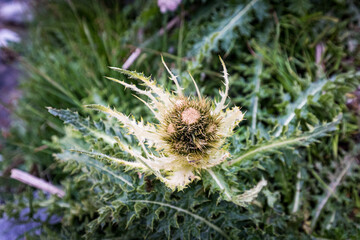 thisle before blooming