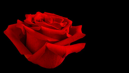 Closeup of a red rose on black background with copy space. Horizontal photography. Elegant love...