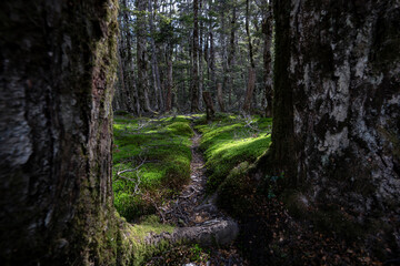 Fototapeta na wymiar Forest walking track within trees and green moss in New Zealand