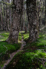 Forest walking track within trees and green moss in New Zealand
