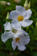 Fototapeta premium white and yellow flower