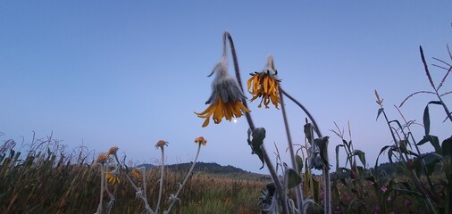 fotografía de flor de girasol congelada, hielo, amanecer frio 