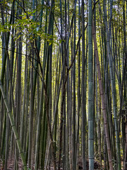 Famous Arashiyama Bamboo Forest in Kyoto, Japan. Tall bamboo trees with sunlight at the background at Arashiyama, one of the most famous tourist place in Kyoto, Japan. Background