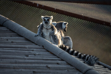 The ring-tailed lemur (Lemur catta). © Gevorg Simonyan