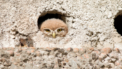 owl on a stone