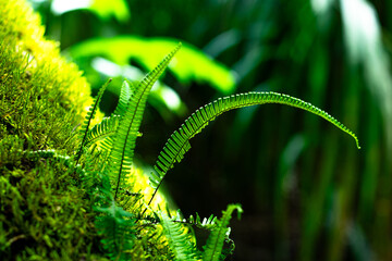 plants have no limits