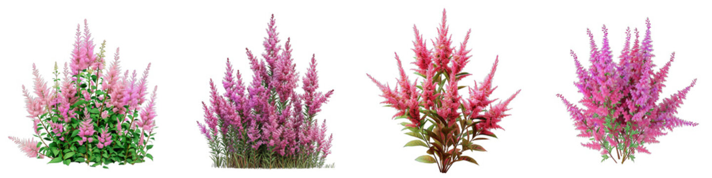 Astilbe  Flower Pile Of Heap Of Piled Up Together Hyperrealistic Highly Detailed Isolated On Transparent Background Png File
