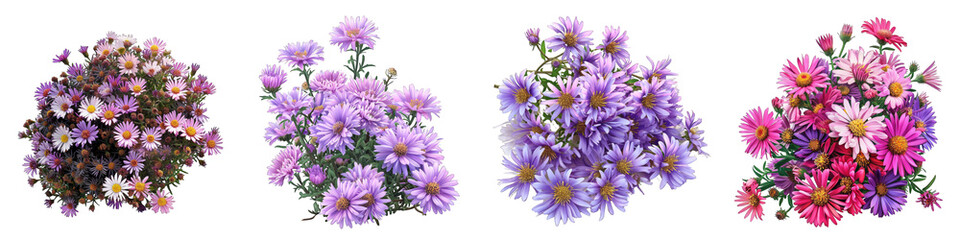 Aster  Flower Pile Of Heap Of Piled Up Together Hyperrealistic Highly Detailed Isolated On Transparent Background Png File