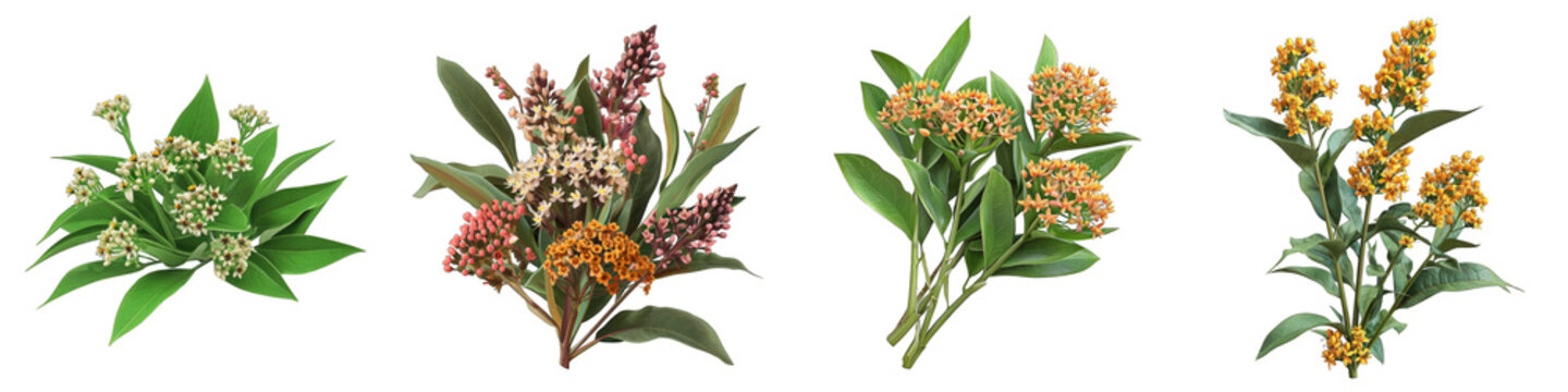 Asclepias  Flower Pile Of Heap Of Piled Up Together Hyperrealistic Highly Detailed Isolated On Transparent Background Png File