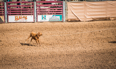 This action image shows a rodeo calf being pulled by a cowboy's lasso rope. 