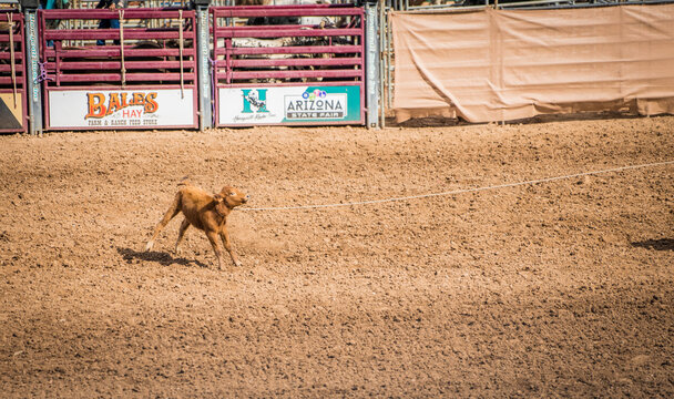 This action image shows a rodeo calf being pulled by a cowboy's lasso rope. 
