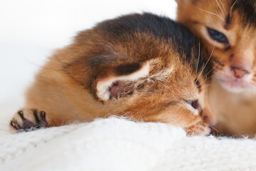 Small little newborn kitty, wild-colored kittens of Abyssinian cat breed lie, sleep sweetly on soft white blanket in bed. Funny fur fluffy kitty at home. Cute pretty brown red pet pussycat, blue eyes