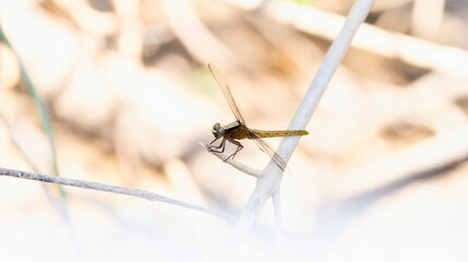 Flame-tailed Pondhawk (Erythemis peruviana) Perched on Brnches in Brazil