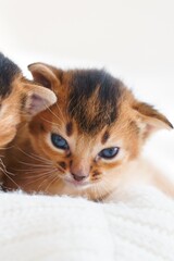Small little newborn kitty, wild-colored kittens of Abyssinian cat breed lie, sleep sweetly on soft white blanket in bed. Funny fur fluffy kitty at home. Cute pretty brown red pet pussycat, blue eyes