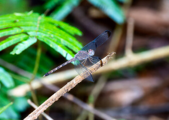 Tropical Woodskimmer (Uracis imbuta) Perched on a Branch in Brazil