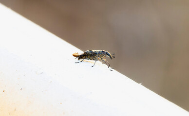 A Fungus Weevil in the Family Anthribidae Genus Phaenithon Perched on a White Surface in Brazil