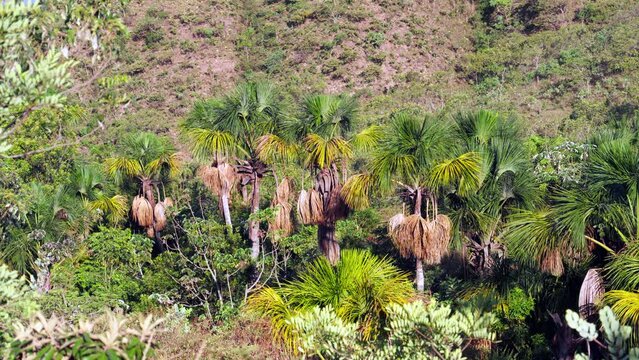 Buriti palm trees on the Brazilian Cerrado