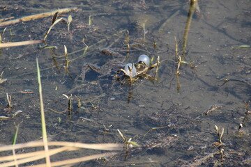 Balkanfrosch mit Schallblasen