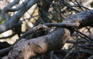 Dead tree parts in a California coastal mountain forest