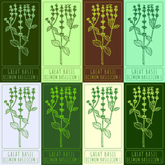 Set of drawings of GREAT BASIL in different colors. Hand drawn illustration. Latin name OCIMUM BASILICUM L. - obrazy, fototapety, plakaty