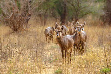 Waterbuck - Tarangire National Park