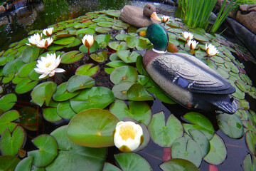 The rubber duck as decoration in a pond with water lily, ultra wide angle view.