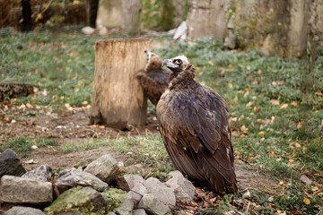 An eagle on the ground looks up at the sky.