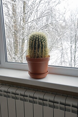 A large cactus in a flower pot stands on the window