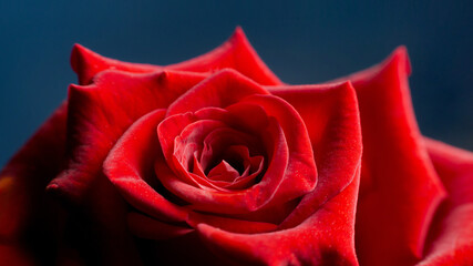 Macro shot of the petals of a natural rose, representing the concept of love, Valentine's Day, Mother's Day. Copyspace