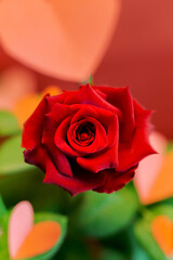 Close-up of the petals of a natural rose, representing the concept of love, Valentine's Day, and elegance. Copyspace.......