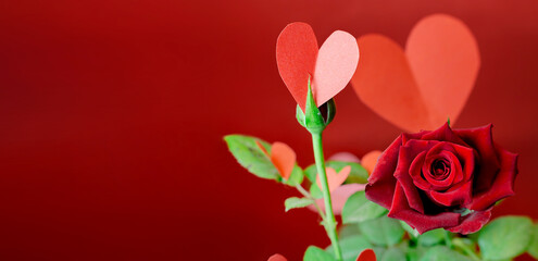 Obraz premium Banner of a rose with paper hearts on its green leaves against a red background. Concept of love, Valentine's Day, elegance. Copyspace
