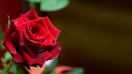 Close-up of the petals of a natural rose, representing the concept of love, Valentine's Day, and elegance. Copyspace.......