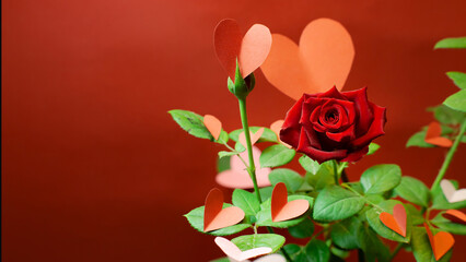 Banner of a rose with paper hearts on its green leaves against a red background. Concept of love, Valentine's Day, elegance. Copyspace