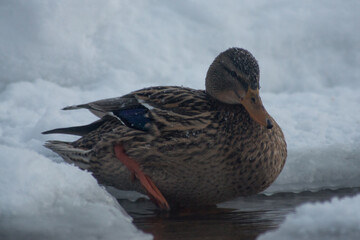 Female mallard duck standing in swallow water of river near snow-covered river shore