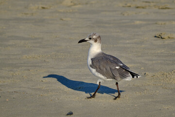 Laughing gull strolls on the beach during sunrise