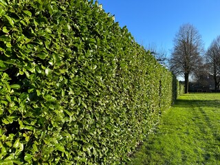 Fototapeta na wymiar Green hedge Cherry Laurel. Cherry Laurel is ideal as a privacy screen or to reduce noise and wind 