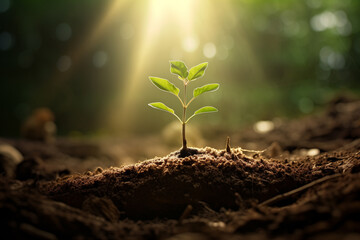 New Beginnings Sunlit Sapling Growth in Forest Soil Life Cycle of Nature Radiant Dawn Light Ecology Concept Wallpaper