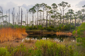 Estuarian pools along the seacoast with wetland plants and pine trees.