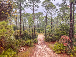 A gravel drive off a road lined with pine trees and shrubs in Florida with a concrete table and benches.