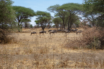 Naklejka na ściany i meble Wildebeest - Tarangire, Serengeti, Ngorongoro