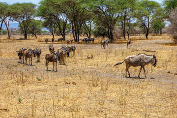 Wildebeest - Tarangire, Serengeti, Ngorongoro