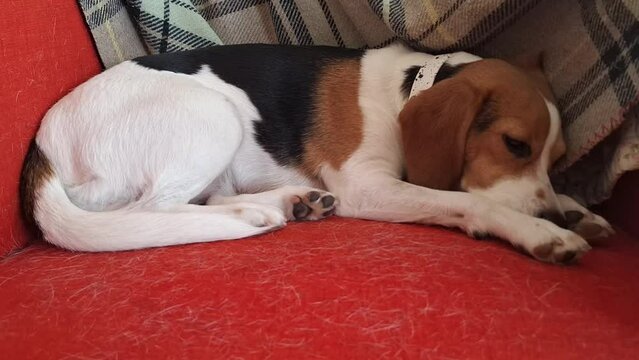 Cute beagle dog, sleeping on a red seat. Three-coloured beagle canine resting on a armchair in the living room. Armchair covered with dog hair. The concept of order with pets