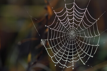 Morning Dew's Delicate Lattice