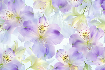 Soft Pastel Alstroemeria Flowers: A Dreamy Floral Background