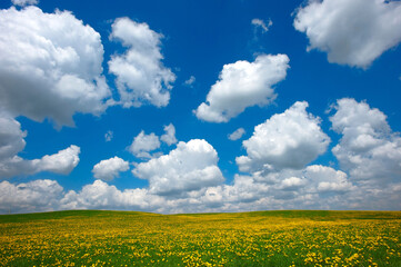flowery meadow with Dandelion (Taraxacum Officinale) and blue sky with white cumulus humilis fair...